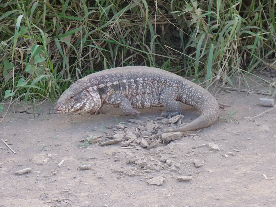 RED TEGU Salvator rufescens FAUNA PARAGUAY